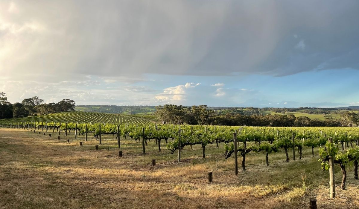 the 100 best wineries australia